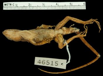 Media type: image;   Herpetology R-46515